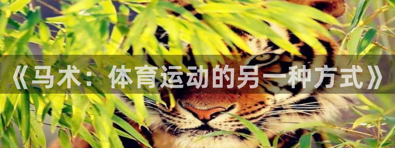 bbin视讯游戏平台：《马术：体育运动的另一种方式》